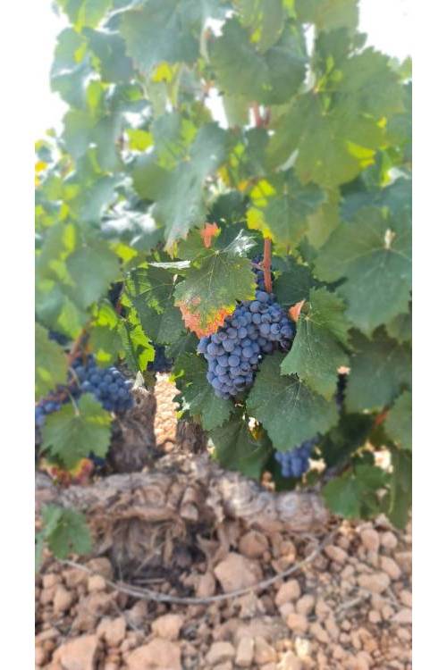 Land - Venta - Abanilla - Abanilla Centro