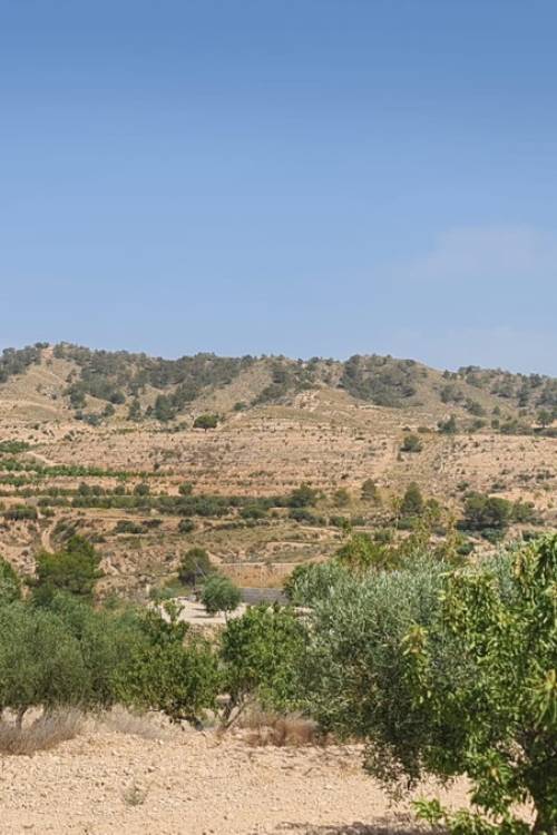 Land - Venta - Abanilla - Abanilla Centro