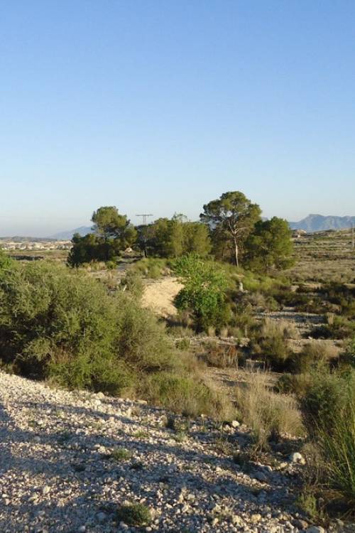 Land - Venta - Abanilla - Abanilla Centro