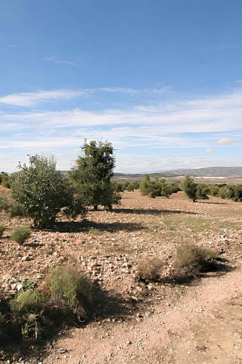 Land - Venta - Biar - Biar Centro