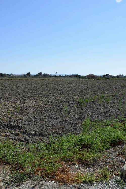 Land - Venta - Catral - Catral Centro