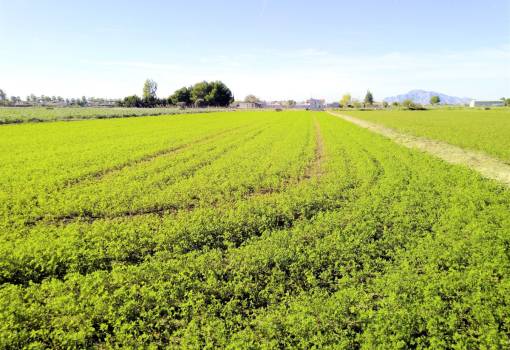 Land - Venta - Dolores - Dolores Centro