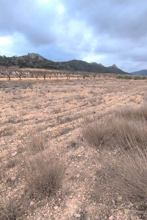 Land - Venta - Jalón - La Solana