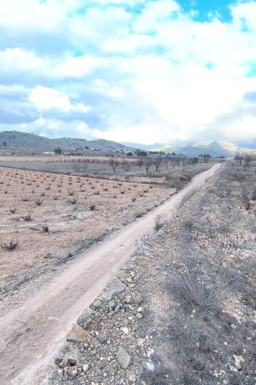 Land - Venta - Jalón - La Solana