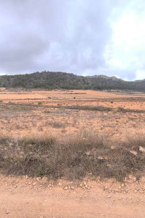 Land - Venta - Jalón - La Solana
