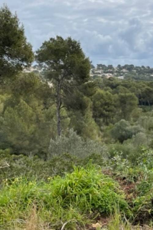 Land - Venta - Jávea - Xàbia - Jávea - Xàbia Centro