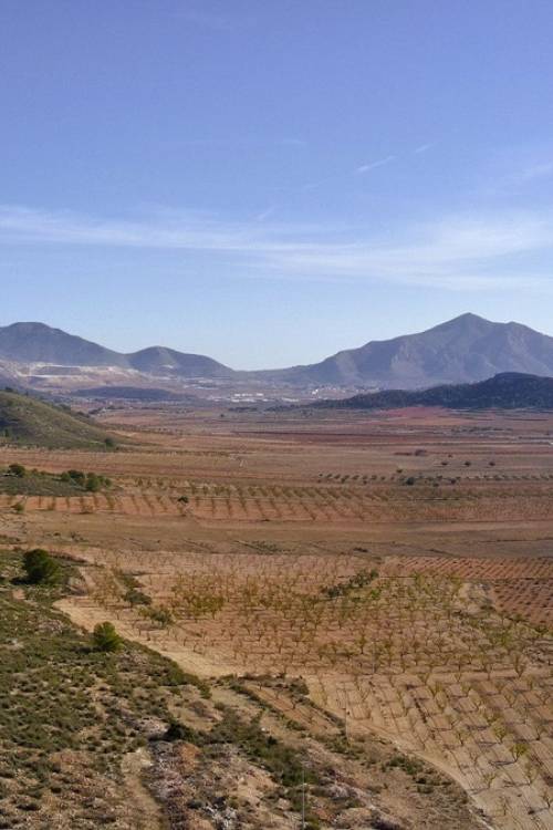 Land - Venta - Jumilla - Cañada del Trigo