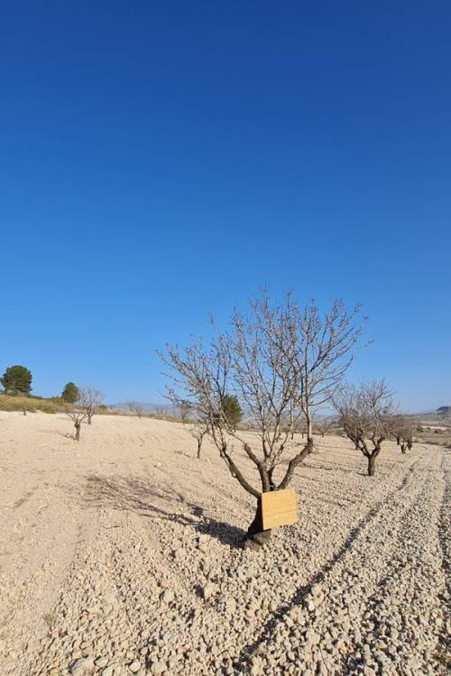 Land - Venta - Jumilla - Jumilla Centro