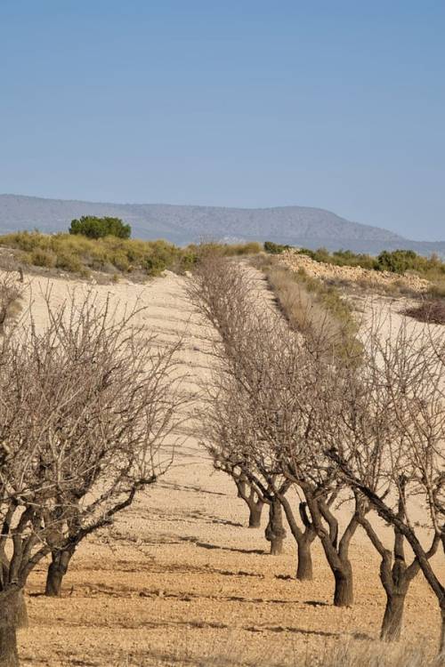 Land - Venta - Jumilla - Jumilla Centro