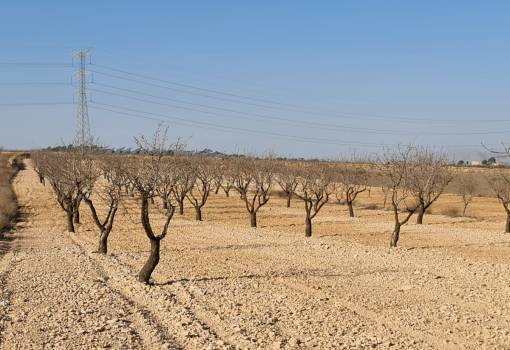Land - Venta - Jumilla - Jumilla Centro