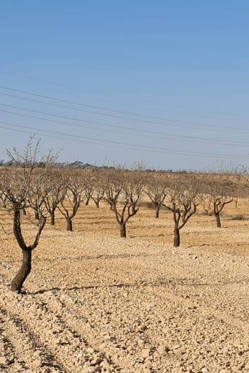 Land - Venta - Jumilla - Jumilla Centro