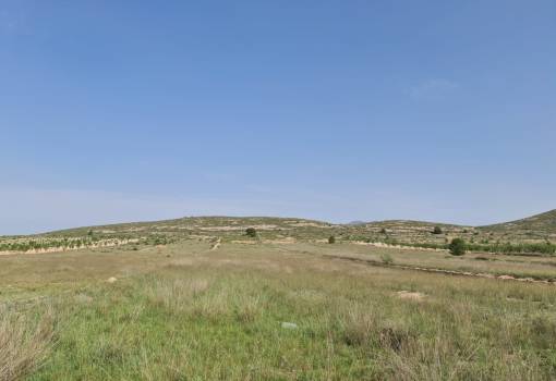 Land - Venta - Jumilla - Jumilla Centro