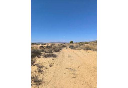 Land - Venta - Jumilla - Jumilla Centro