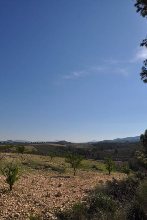 Land - Venta - Jumilla - La Zarza