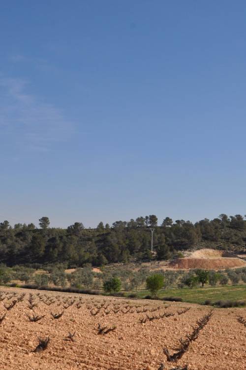 Land - Venta - Jumilla - La Zarza