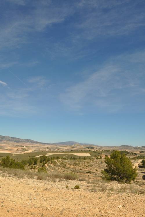 Land - Venta - Jumilla - La Zarza