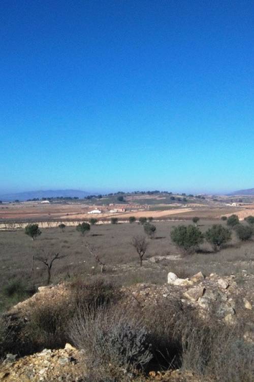 Land - Venta - Jumilla - Torre Del Rico