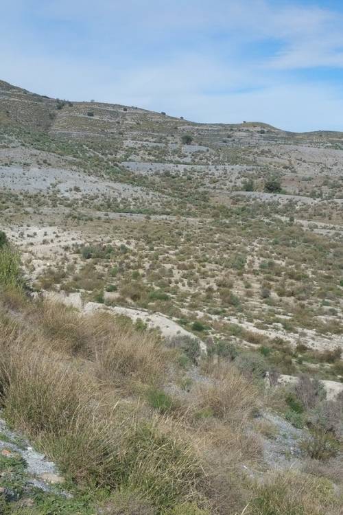 Land - Venta - Lorca - Lorca Centro