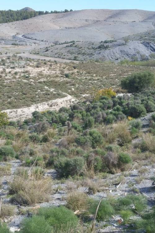 Land - Venta - Lorca - Lorca Centro