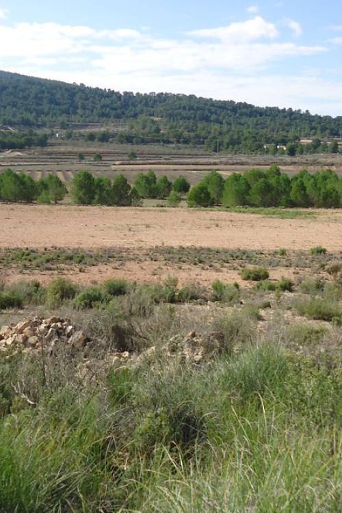 Land - Venta - Monóvar - Monòver - Monóvar - Monòver Centro