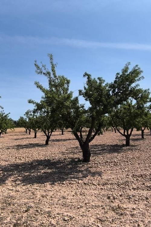 Land - Venta - Monóvar - Monòver - Monóvar - Monòver Centro