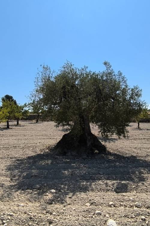 Land - Venta - Monóvar - Monòver - Monóvar - Monòver Centro