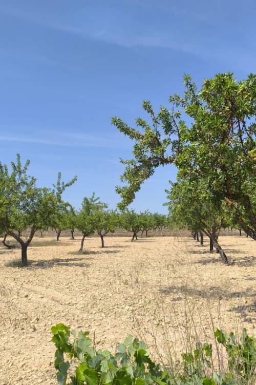 Land - Venta - Monóvar - Monòver - Monóvar - Monòver Centro