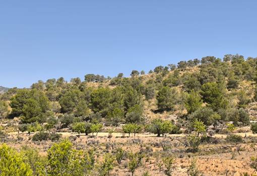 Land - Venta - Monóvar - Monòver - Monóvar - Monòver Centro