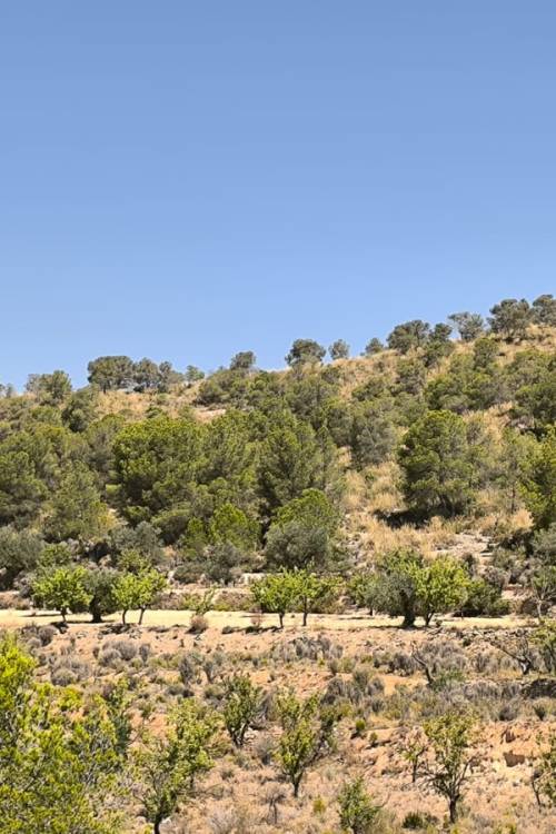 Land - Venta - Monóvar - Monòver - Monóvar - Monòver Centro