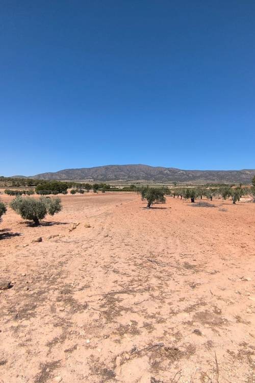 Land - Venta - Monóvar - Monòver - Monóvar - Monòver Centro