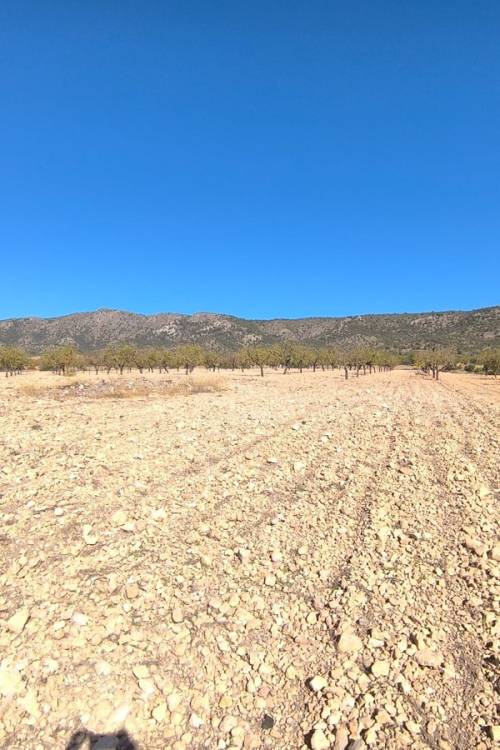 Land - Venta - Monóvar - Monòver - Monóvar - Monòver Centro