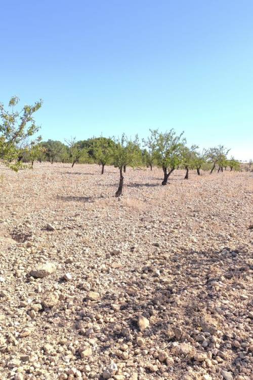 Land - Venta - Monóvar - Monòver - Monóvar - Monòver Centro