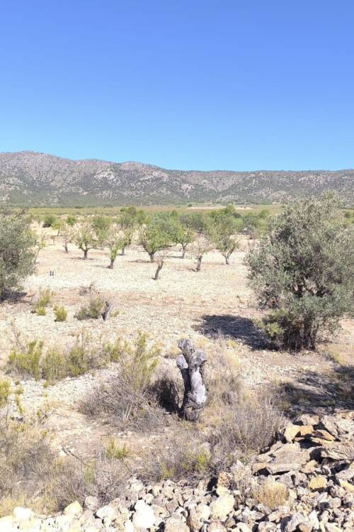 Land - Venta - Monóvar - Monòver - Monóvar - Monòver Centro