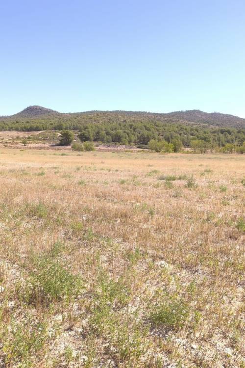 Land - Venta - Monóvar - Monòver - Monóvar - Monòver Centro