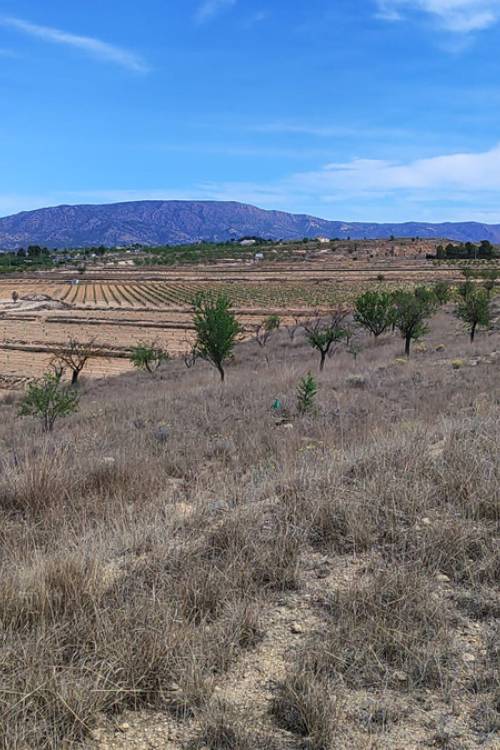 Land - Venta - Pinoso - Pinoso Centro