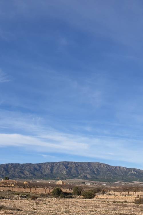 Land - Venta - Pinoso - Pinoso Centro