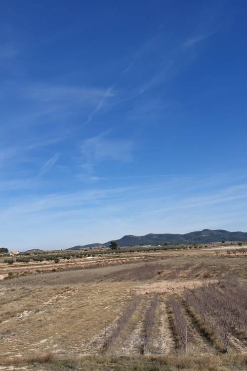 Land - Venta - Pinoso - Pinoso Centro