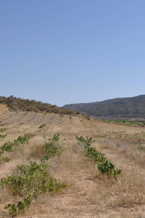 Land - Venta - Pinoso - Pinoso Centro