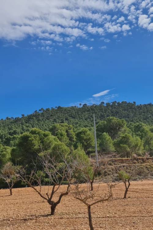 Land - Venta - Pinoso - Pinoso Centro