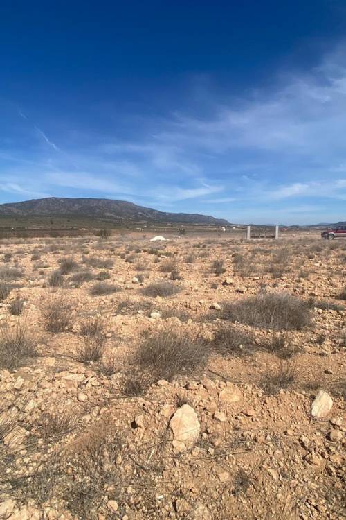 Land - Venta - Pinoso - Pinoso Centro