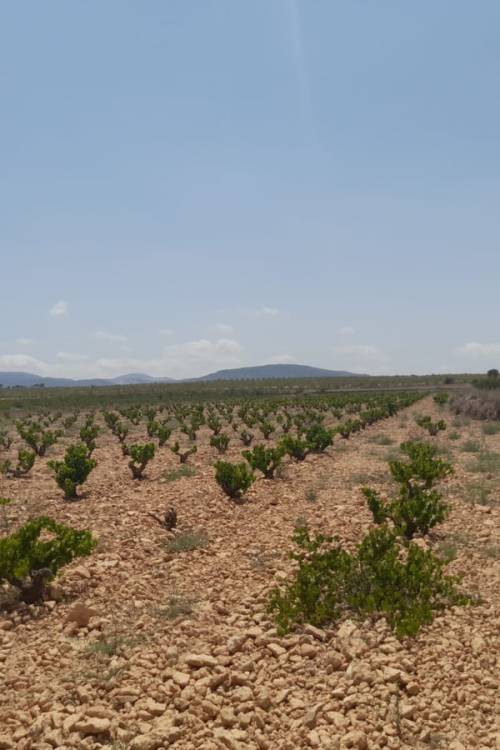 Land - Venta - Pinoso - Pinoso Centro