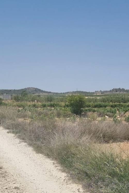 Land - Venta - Pinoso - Pinoso Centro