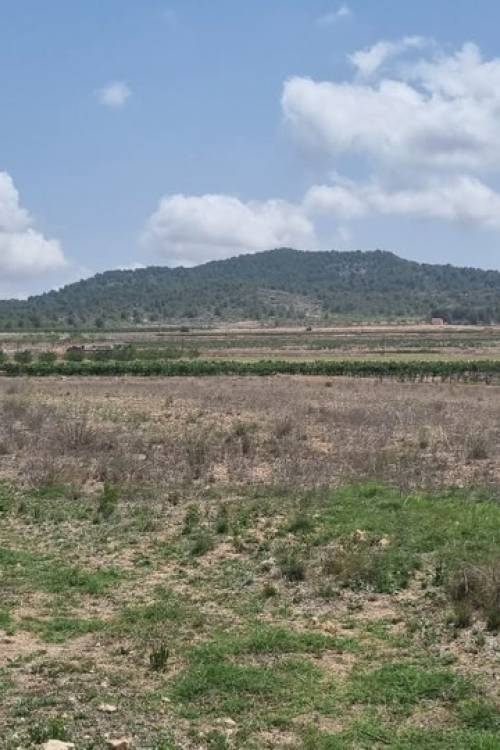 Land - Venta - Pinoso - Pinoso Centro