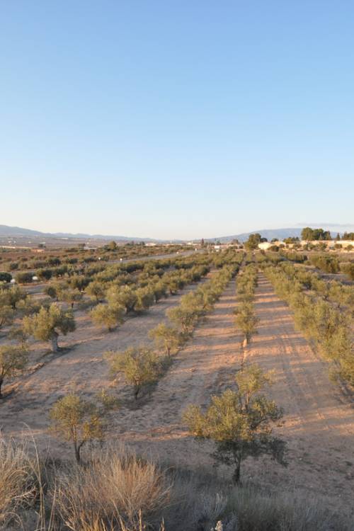 Land - Venta - Pinoso - Pinoso Centro