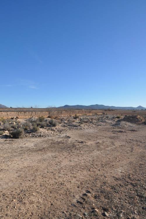 Land - Venta - Pinoso - Pinoso Centro