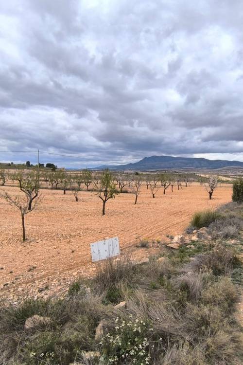 Land - Venta - Pinoso - Pinoso Centro