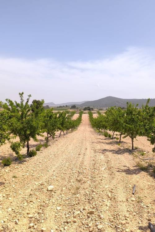 Land - Venta - Pinoso - Pinoso Centro