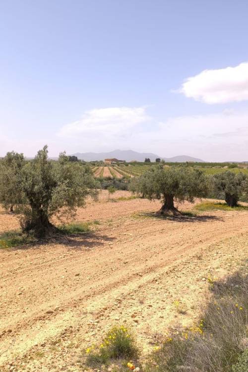 Land - Venta - Pinoso - Pinoso Centro