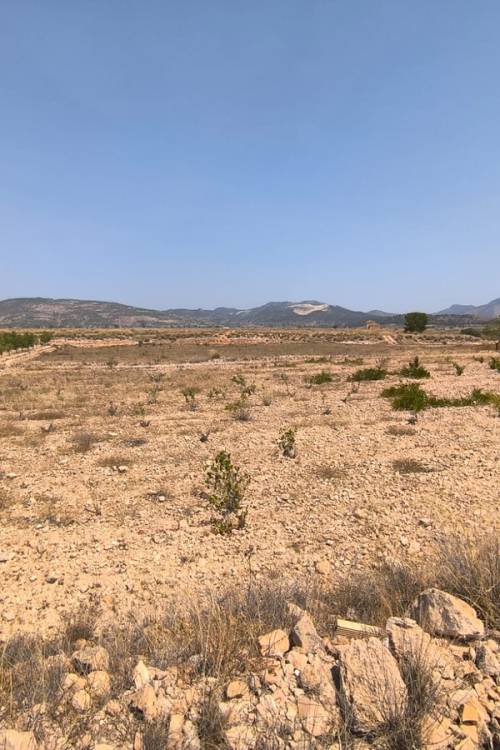 Land - Venta - Pinoso - Pinoso Centro