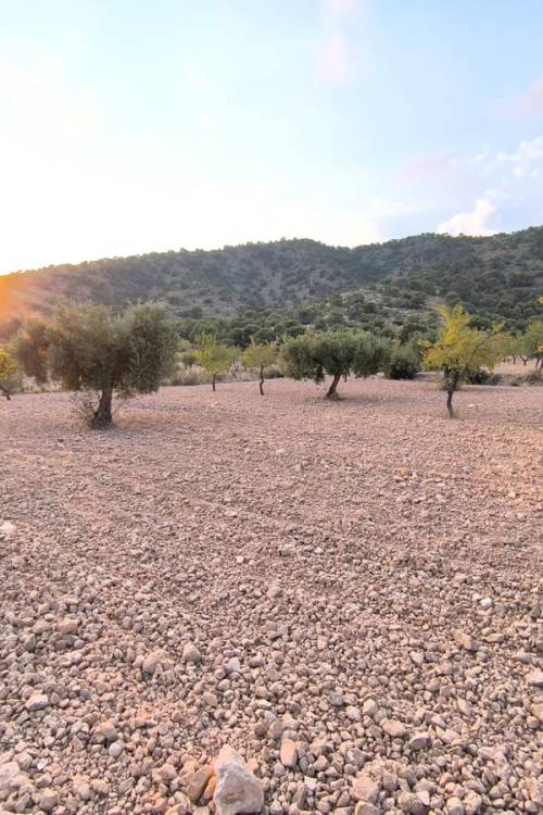 Land - Venta - Pinoso - Pinoso Centro